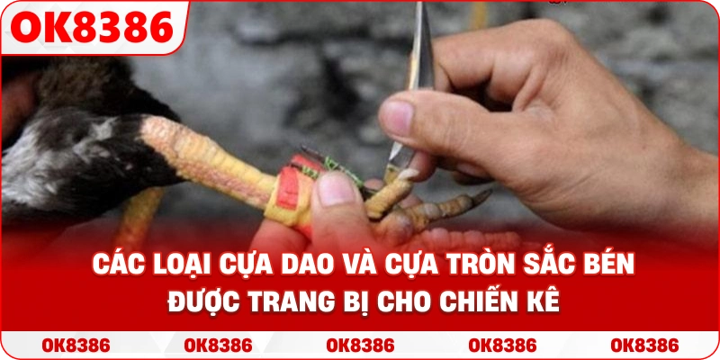 Hình ảnh các loại cựa dao và cựa tròn sắc bén được trang bị cho chiến kê
