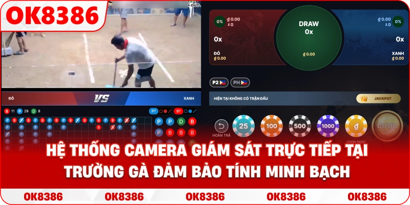 Hệ thống camera giám sát trực tiếp tại trường gà đảm bảo tính minh bạch.